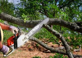 Best Arborist Consultation Services  in Beloit, OH