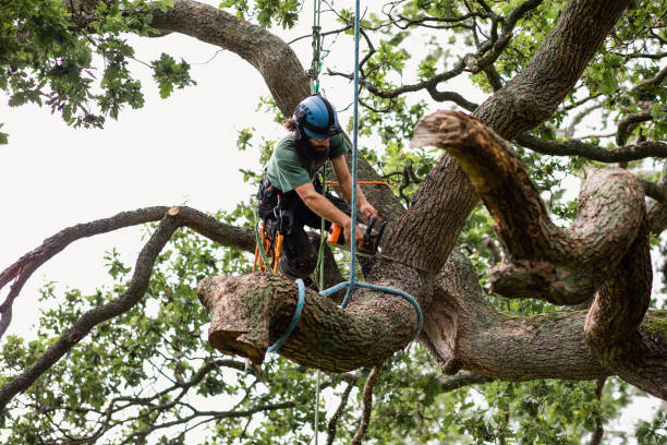 Best Tree Planting  in Beloit, OH