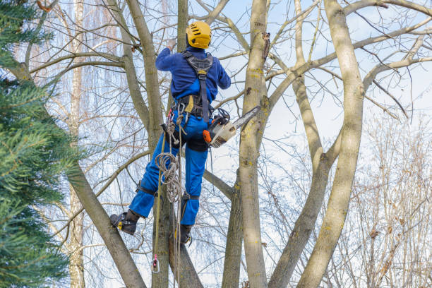 Best Tree Removal  in Beloit, OH