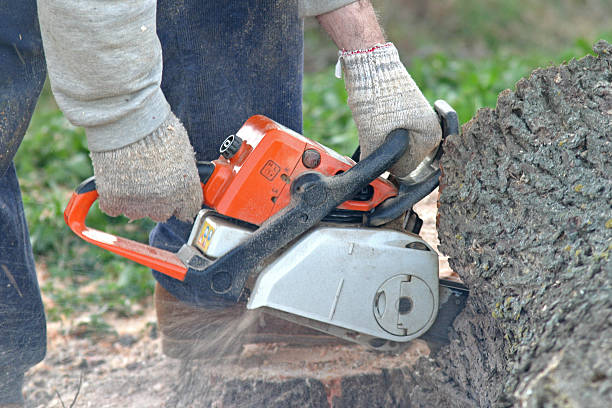 Best Tree and Shrub Care  in Beloit, OH