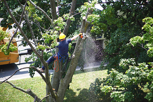 Best Emergency Tree Removal  in Beloit, OH