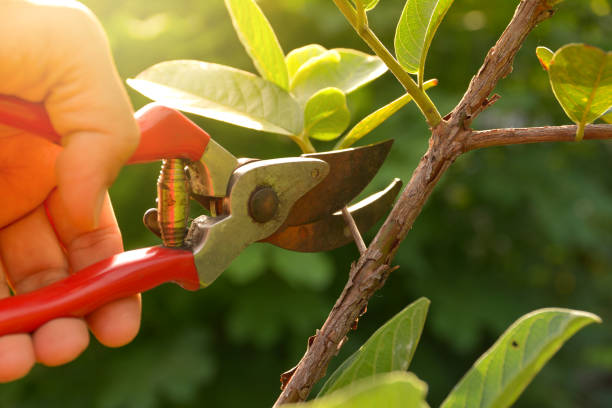 Best Storm Damage Tree Cleanup  in Beloit, OH